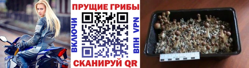 Галлюциногенные грибы мицелий  Волгоград 